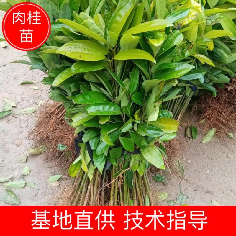 【肉桂苗】基地直销现挖现发包技术包售后根粗须多