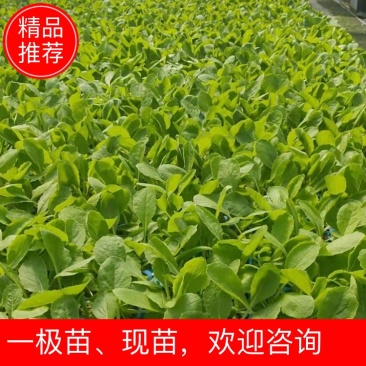 【推荐】白菜苗一级苗，现苗，全国接单，欢迎来电咨询洽谈