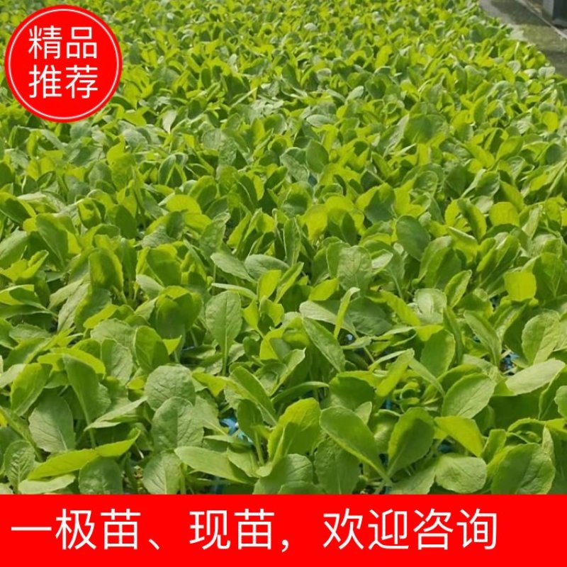 【推荐】白菜苗一级苗，现苗，全国接单，欢迎来电咨询洽谈