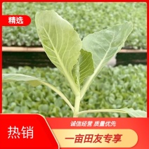 【热销】韩绿甘蓝苗一级苗，大量现苗，品质保证，代发全国