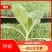 【热销】韩绿甘蓝苗一级苗，大量现苗，品质保证，代发全国