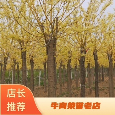 10公分金枝槐河北绿曦苗圃自家苗圃无中介