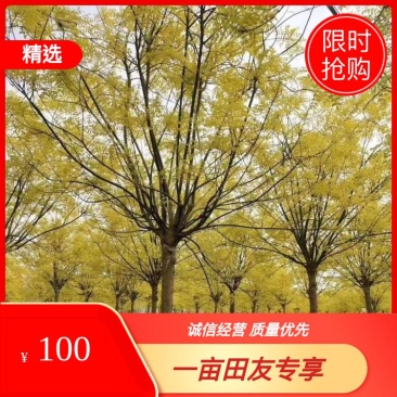 8公分金叶槐报价,河北金叶槐基地,绿曦苗圃
