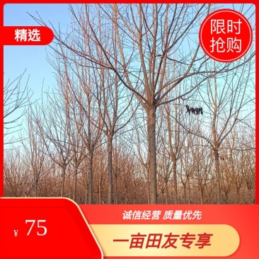 杜仲基地2-3-4-5-6-7-8-10-12-15公分