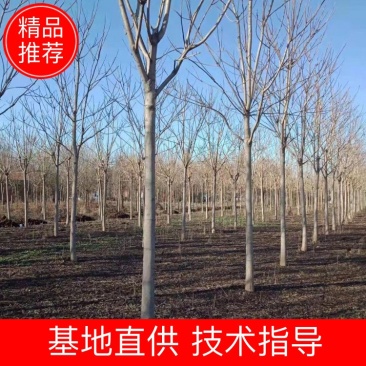 自家苗圃出售8-9-10-12-13公分千头椿3000棵