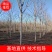 自家苗圃出售8-9-10-12-13公分千头椿3000棵