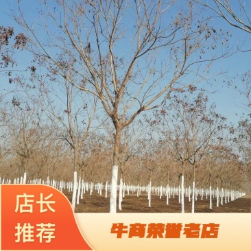 12公分北栾报价河北栾树基地绿曦苗圃栾树
