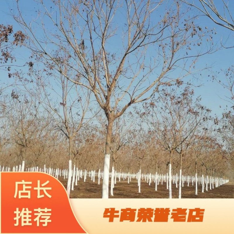 12公分北栾报价河北栾树基地绿曦苗圃栾树