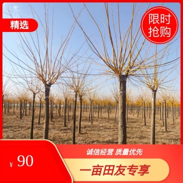 自家苗圃8-9-10-12-15-20公分黄金槐