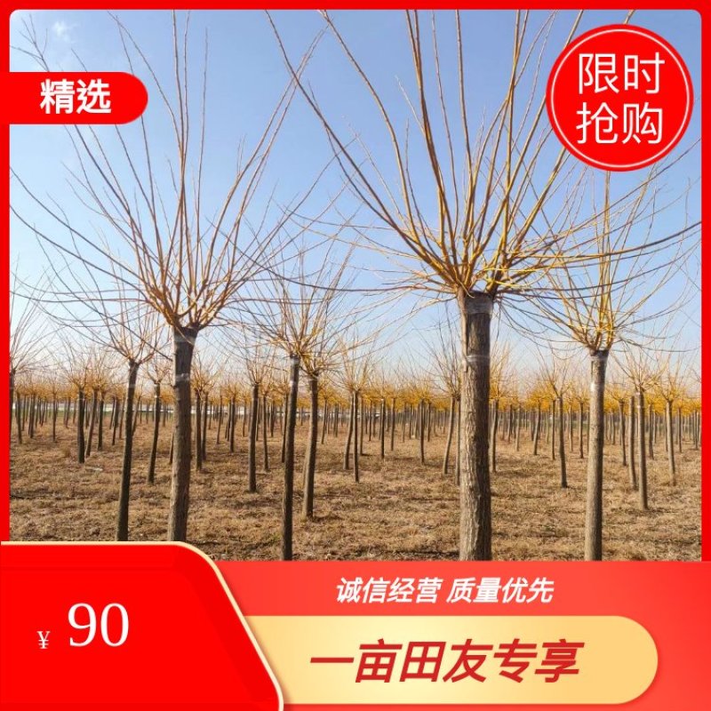 自家苗圃8-9-10-12-15-20公分黄金槐