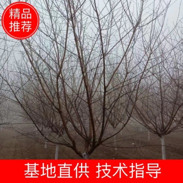 8公分山桃报价河北山桃基地绿曦苗圃山桃基地