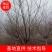8公分山桃报价河北山桃基地绿曦苗圃山桃基地