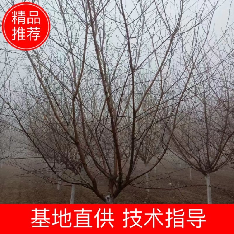 8公分山桃报价河北山桃基地绿曦苗圃山桃基地