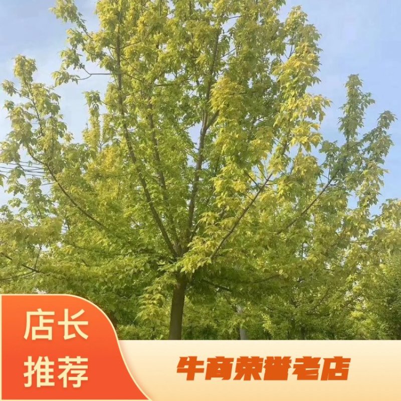 河北金叶复叶槭基地10公分金叶榆报价，发往陕西