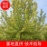 8-10-12-15公分金叶糖槭报价,河北绿曦苗圃报价。
