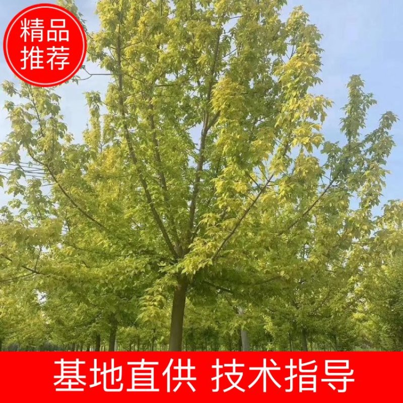 8-10-12-15公分金叶糖槭报价，河北绿曦苗圃报价。