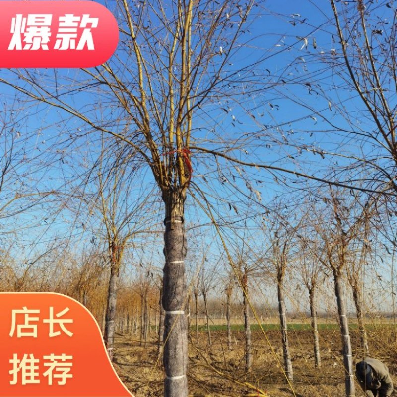 13公分金丝垂柳发往上海浦东新区河北绿曦苗圃