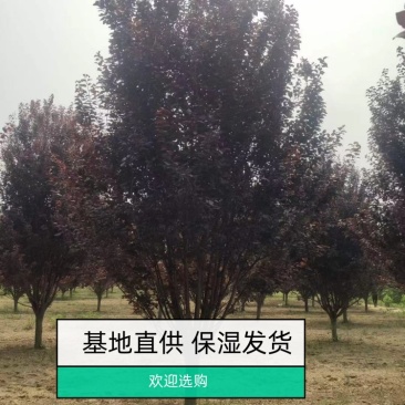 6-8-9-10-12公分紫叶李绿曦苗圃，河北紫叶李基地