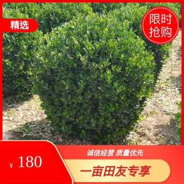 1.2卫矛球价格，1.5卫矛球产地，河北绿曦苗圃