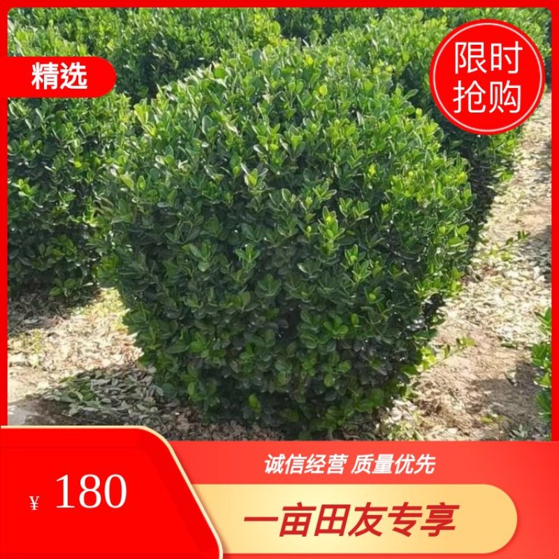 1.2卫矛球价格，1.5卫矛球产地，河北绿曦苗圃