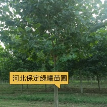 12-20公分法桐秸秆发冒，河北法桐基地