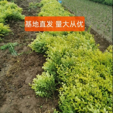 50-60金叶女贞价格河北金叶女贞基地，保定金叶女贞价格