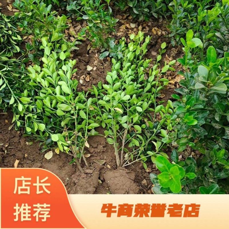 60高大叶黄杨价格多少绿曦苗圃，河北较大的大叶黄杨基地，