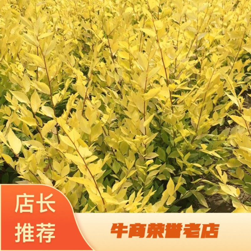 50-1米营养杯金叶榆价格，河北绿曦苗圃