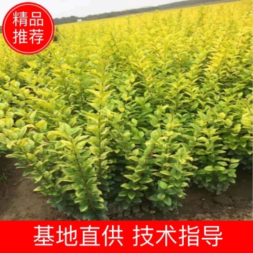 金叶女贞小苗金叶女贞绿篱价格优惠需要的联系