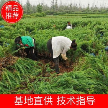 沙地柏，杯苗沙地柏出售绿曦苗圃沙地柏基地