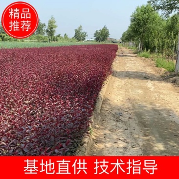 营养杯紫叶矮樱大量出售需要的联系绿曦苗圃