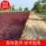 营养杯紫叶矮樱大量出售需要的联系绿曦苗圃