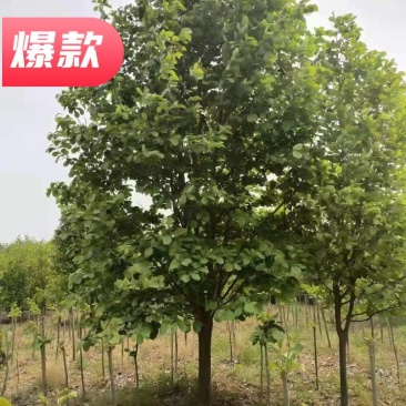 10公分本地玉兰，需要的联系绿曦苗圃货源，