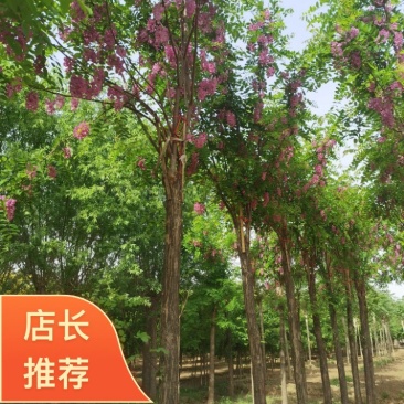 自家苗圃红花洋槐6-8-10-12-15公分5000棵