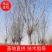 自家苗圃15-20公分旱柳3000棵绿曦苗圃无中介一手货