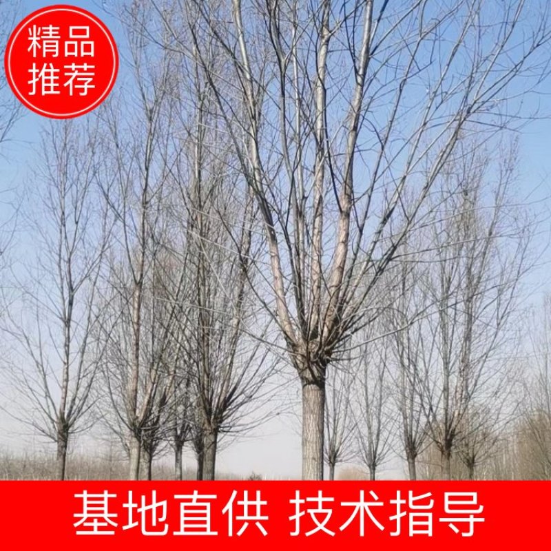 自家苗圃15-20公分旱柳3000棵绿曦苗圃无中介一手货