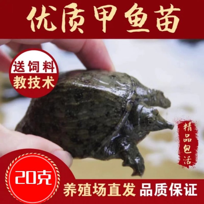 【精品推荐】优质甲鱼苗大量批发一手货源全国包成活包指导