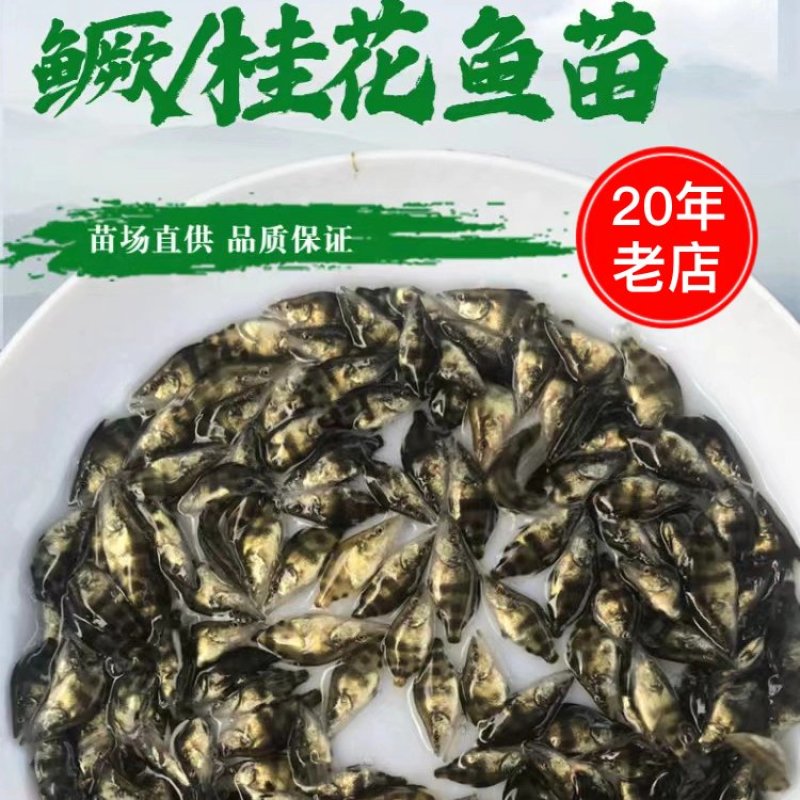 【精品推荐】鳜鱼苗桂花鱼基地直供货源全国批发包成活包指导