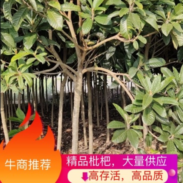 江苏枇杷树，2～6公分规格齐全，生命力强、花粉无刺激