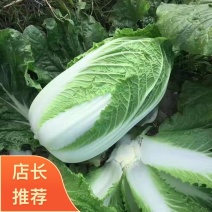 湖北黄心大白菜，产地直供，一手货源，量大优惠欢迎实地考察