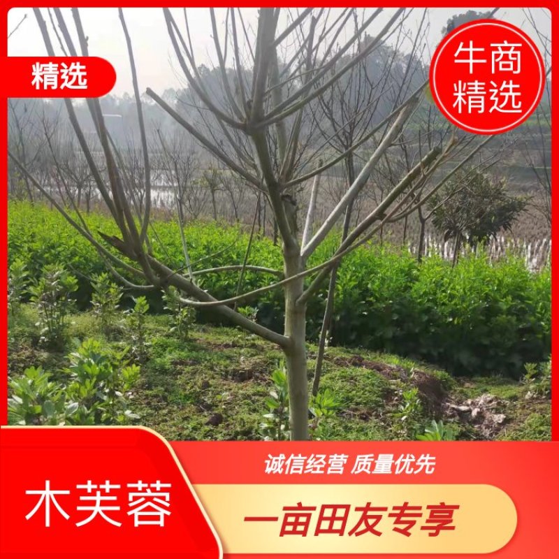 芙蓉基地直供价格实惠诚信经营品质保证欢迎来电！