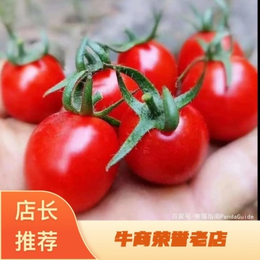 釜山88圣女果产地发货，全国供应，诚信经营，寻求合作