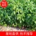 秋枫树苗阳春秋枫苗自营苗圃一手价格量大从优