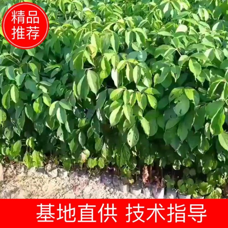 秋枫树苗阳春秋枫苗自营苗圃一手价格量大从优