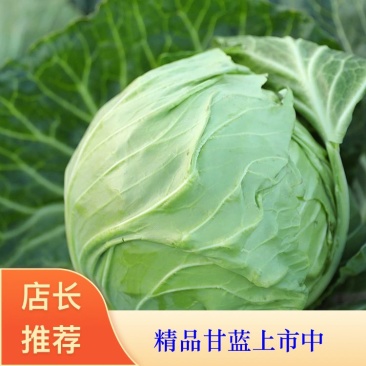 【精品泸西甘蓝】大量供货，商超品质，颜色翠绿，质量过硬！