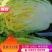 【精品大白菜】大量上市中，产地发货，品质保障，货源稳定