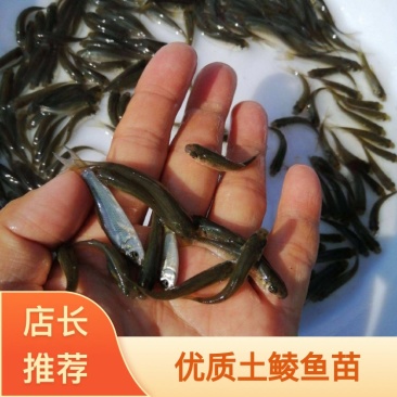 鲮鱼苗土鲮鱼苗（支持水花批发）支持来到场看货，塘口直发，