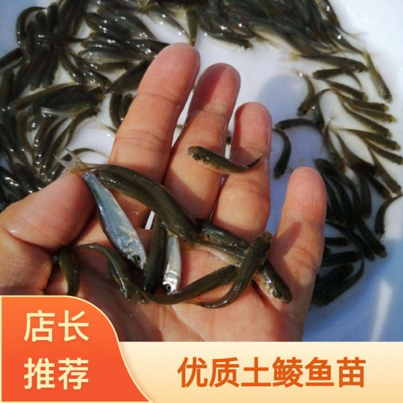 鲮鱼苗土鲮鱼苗（支持水花批发）支持来到场看货，塘口直发，