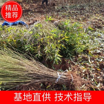 【优选】四川毛桃树苗自家苗圃种植毛桃实生苗品质保证