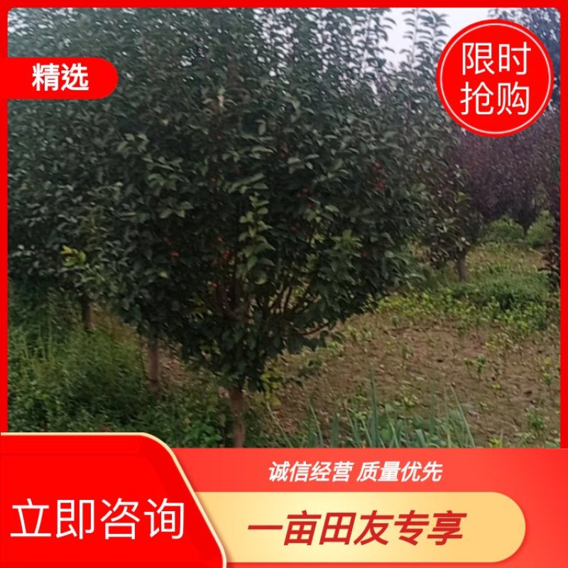 炫丽海棠，紫叶绸李，太阳李，苗圃货源有需的联系，请说是在